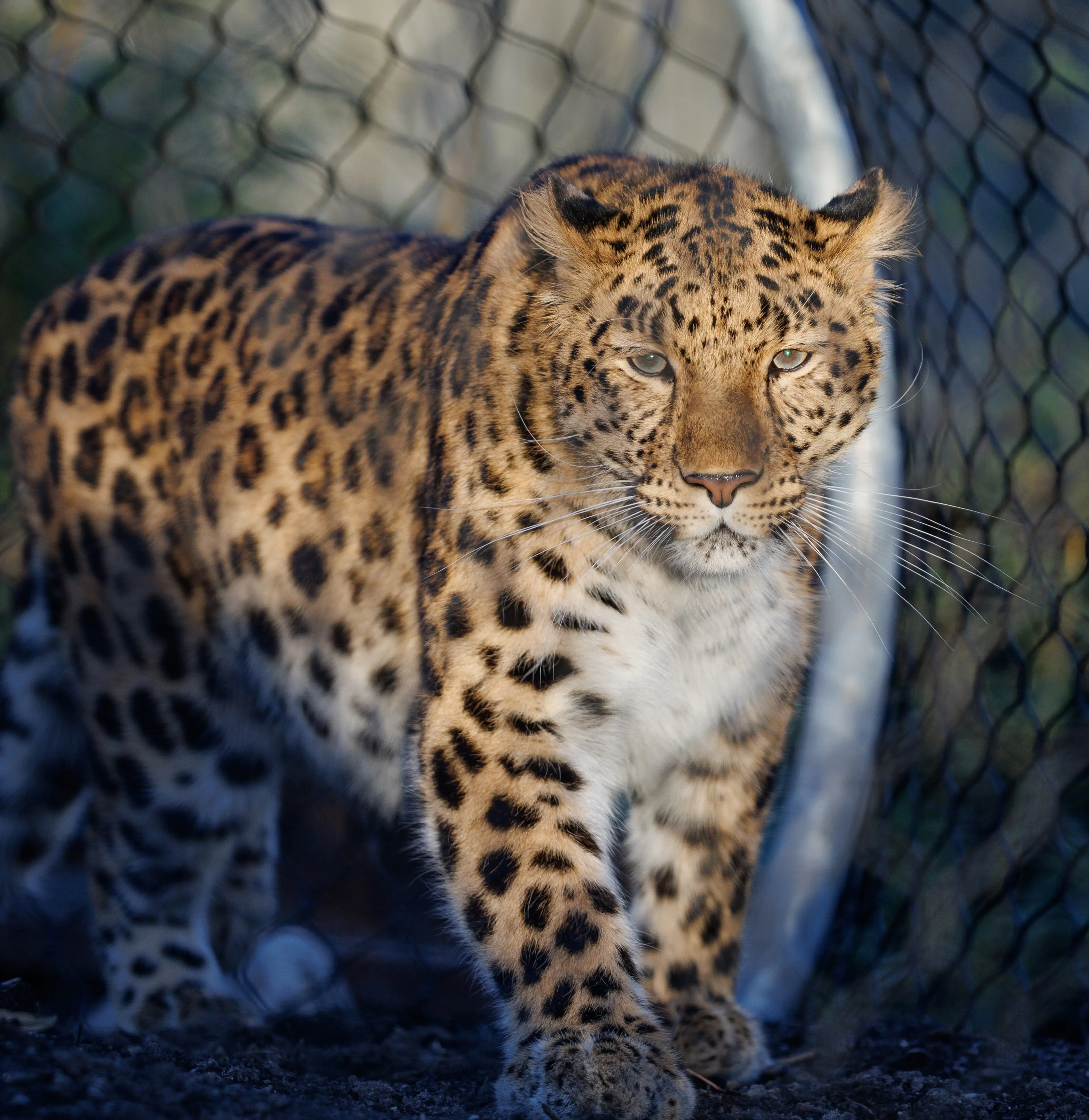 Amurleopard i København Zoologiske Have