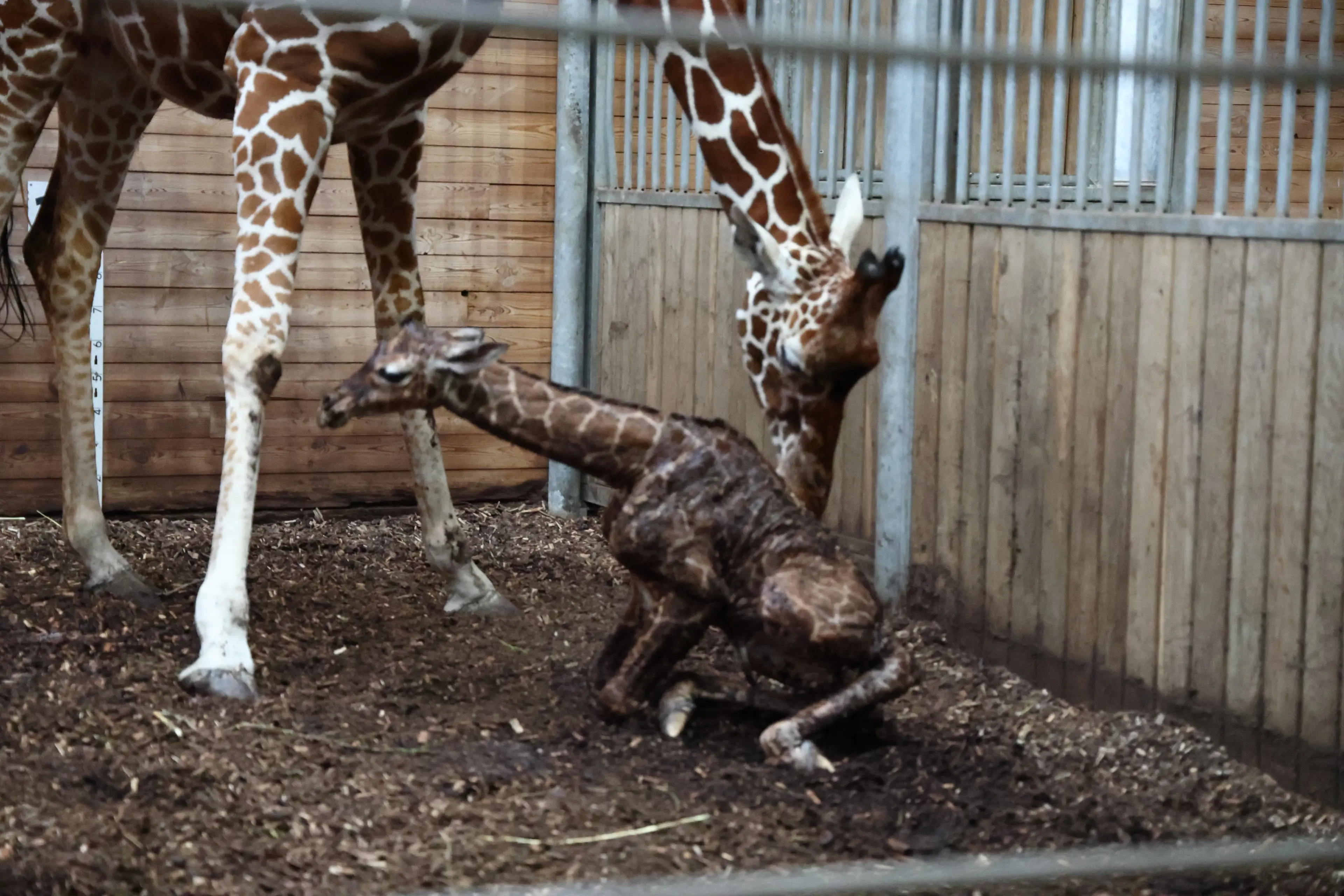 Girafunge født i København Zoo 13. marts 2026