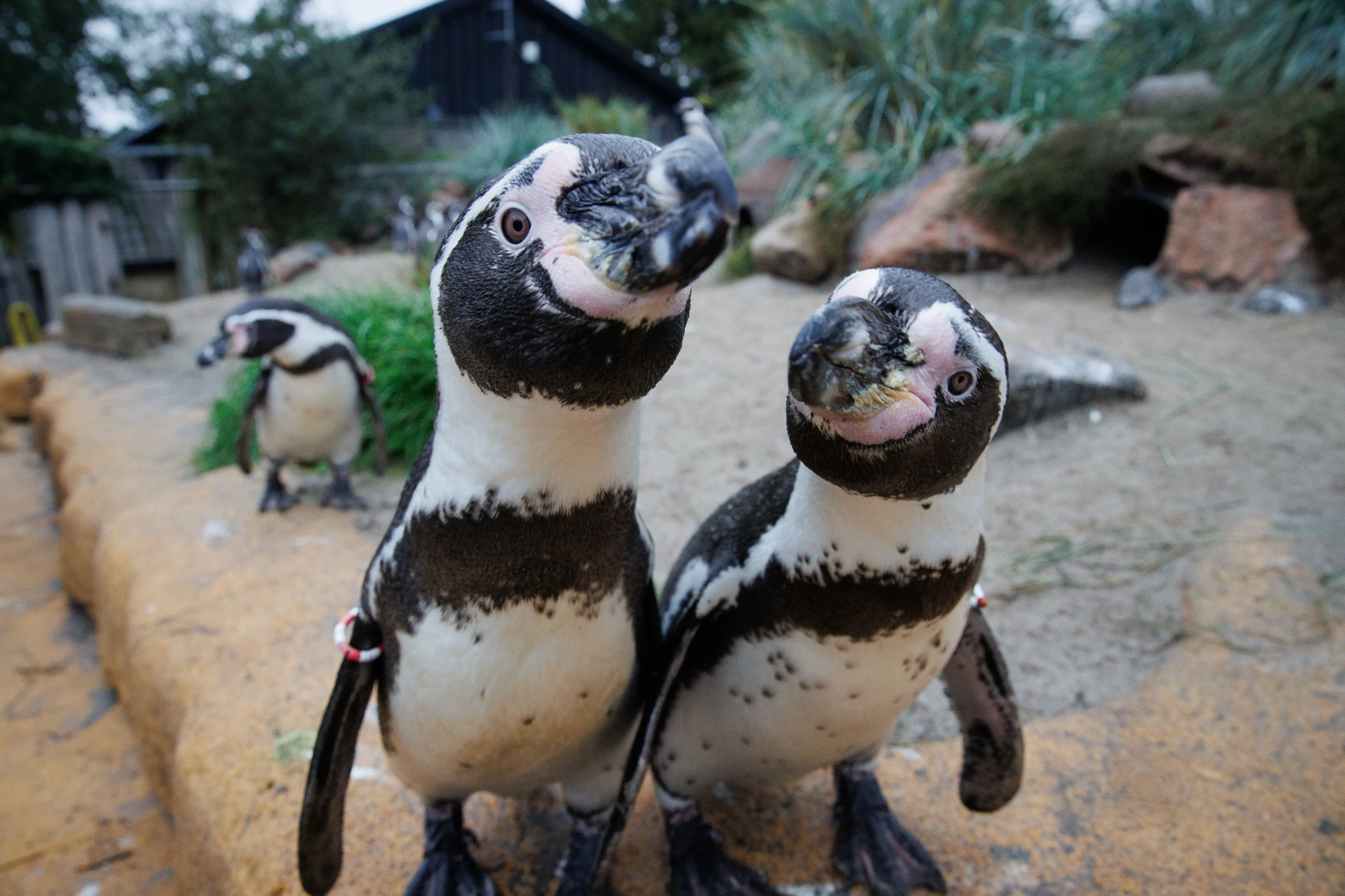 Pingviner i Zoologisk Have København der er nysgerrige