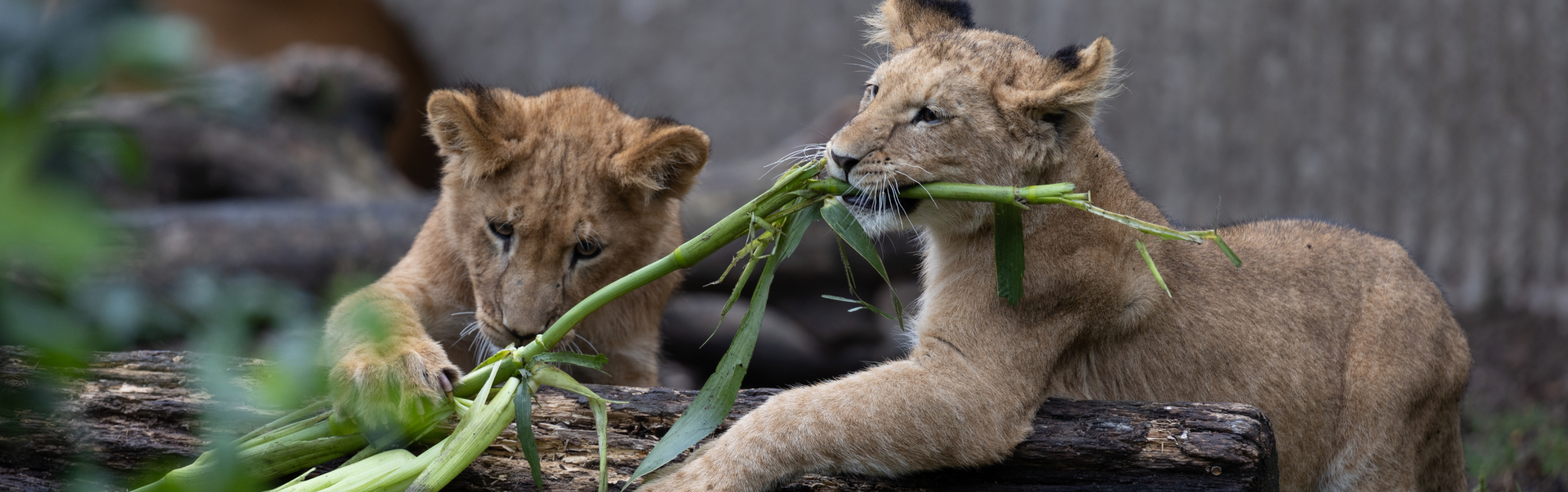 SAMMEN PASSER VI PÅ VERDENS DYR I ZOO 