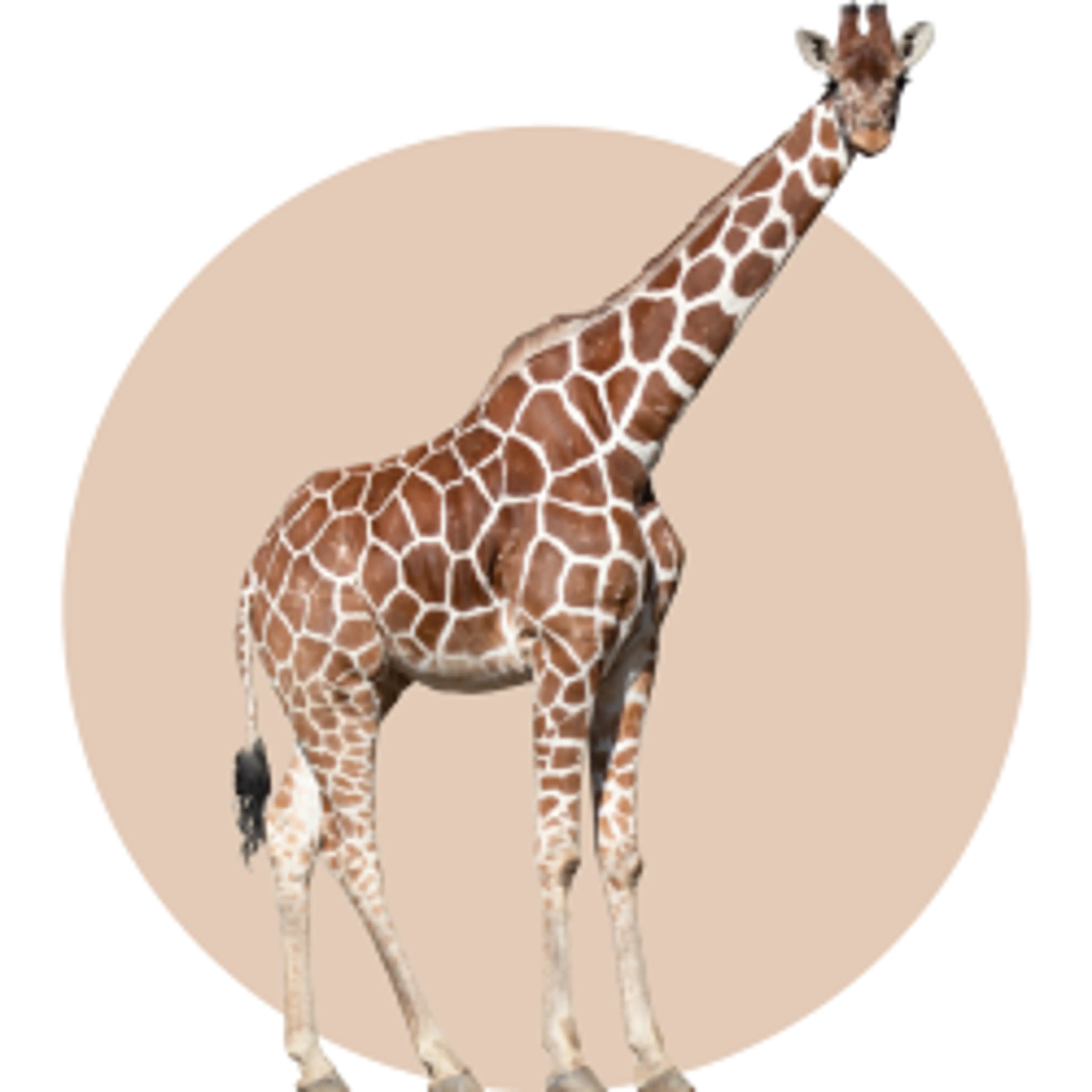 Giraf