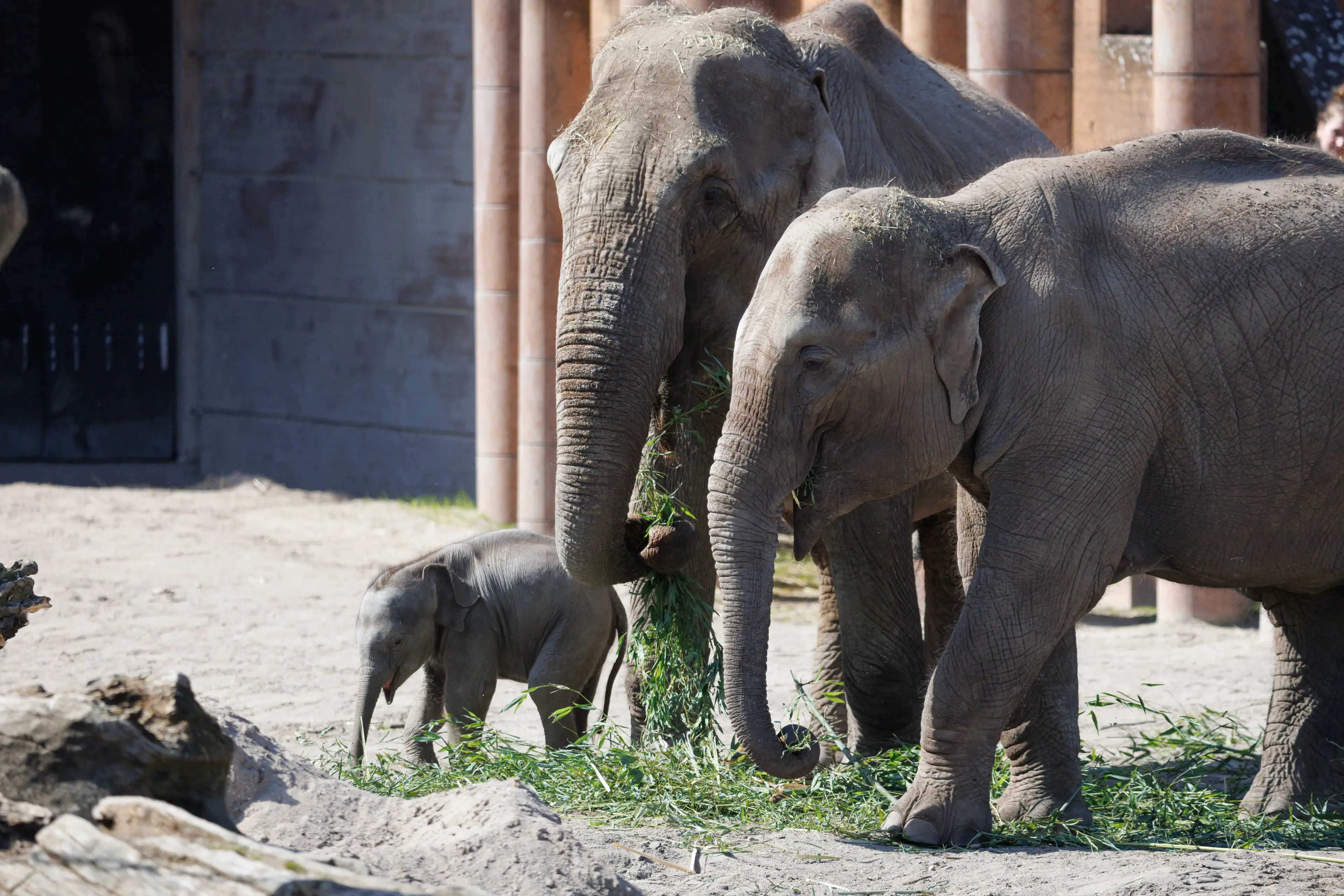 Elefantungen og flokken er udenfor i Zoologisk Have København