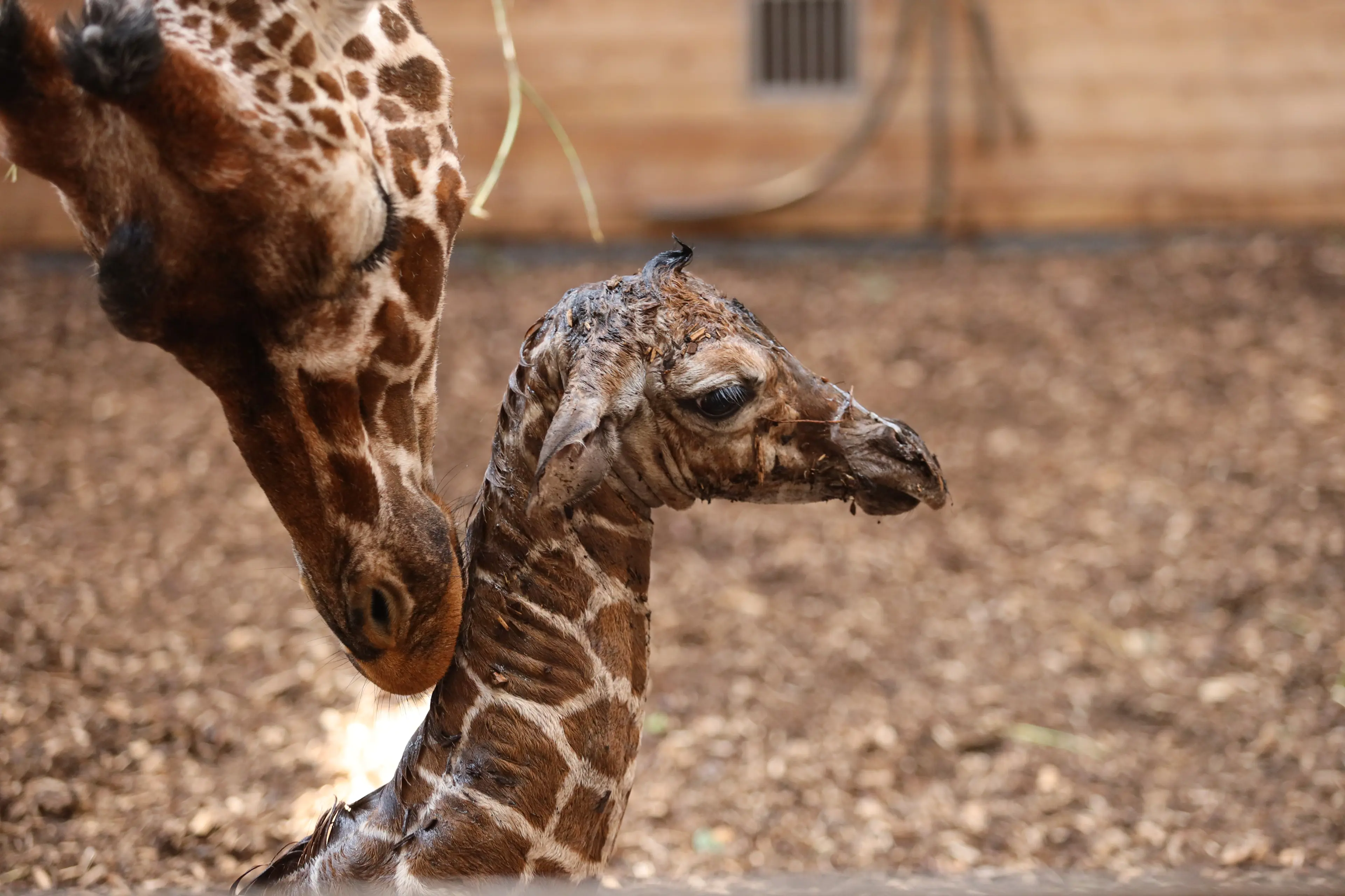 Girafunge født i København Zoo 22. juni 2026