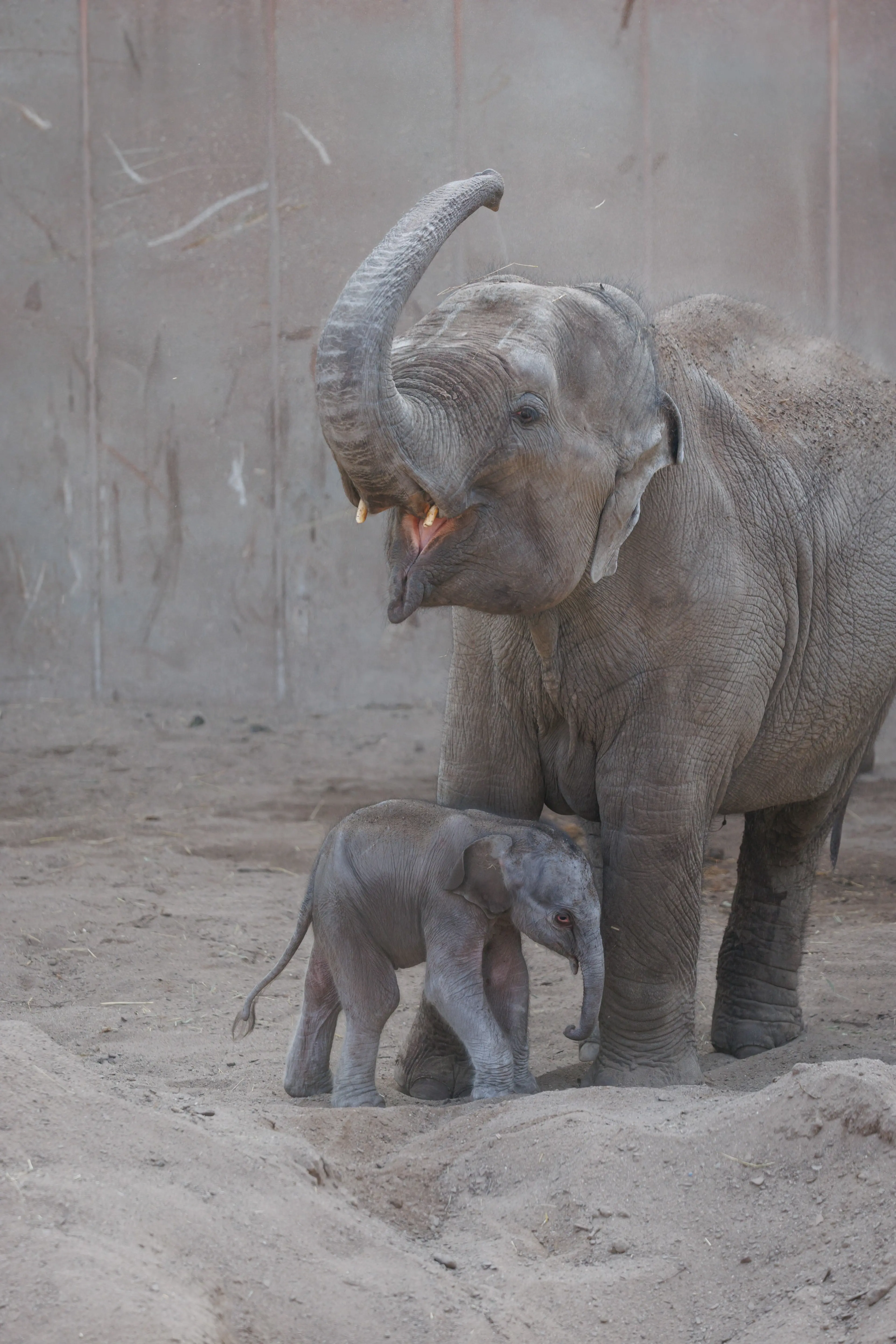 Elefantunge født i København Zoo 11. marts 2026