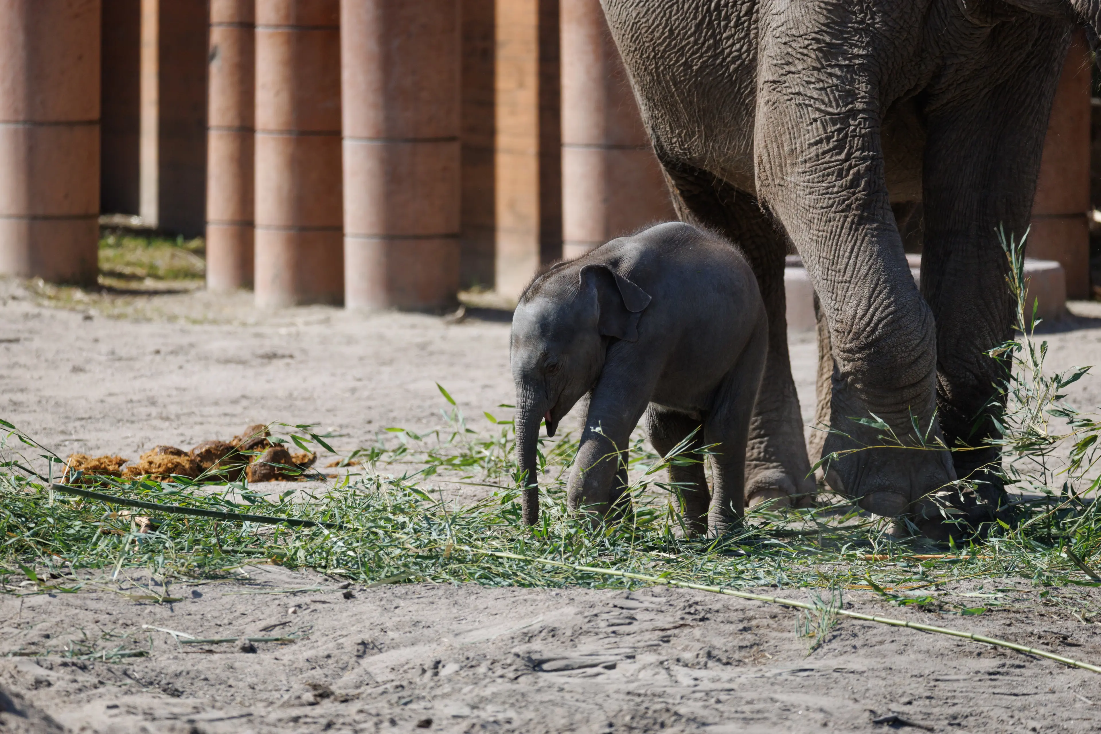 Elefantunge i København Zoo udenfor med flokken