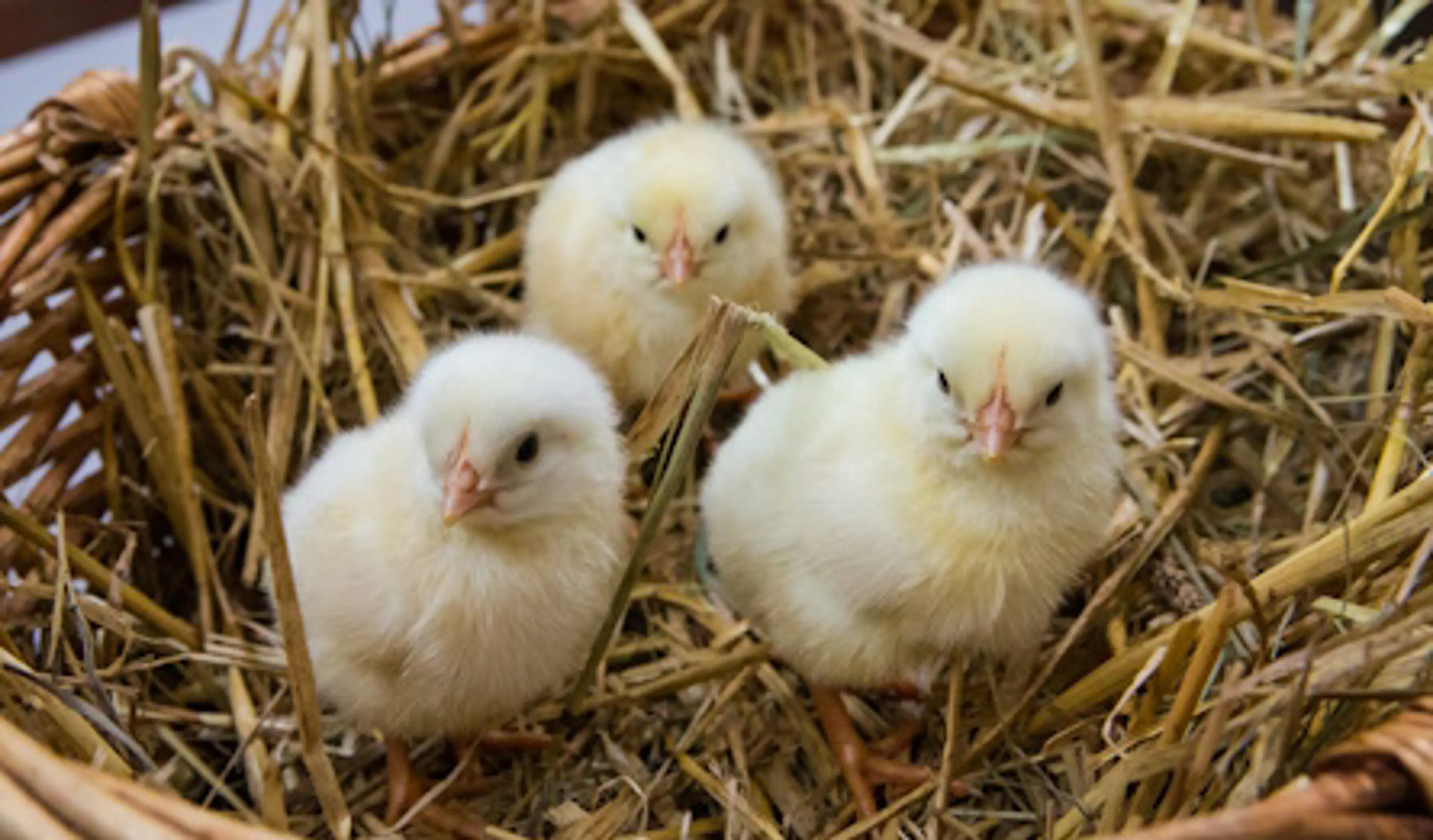 Påske i Zoo København – ÆGstra oplevelser til hele familien