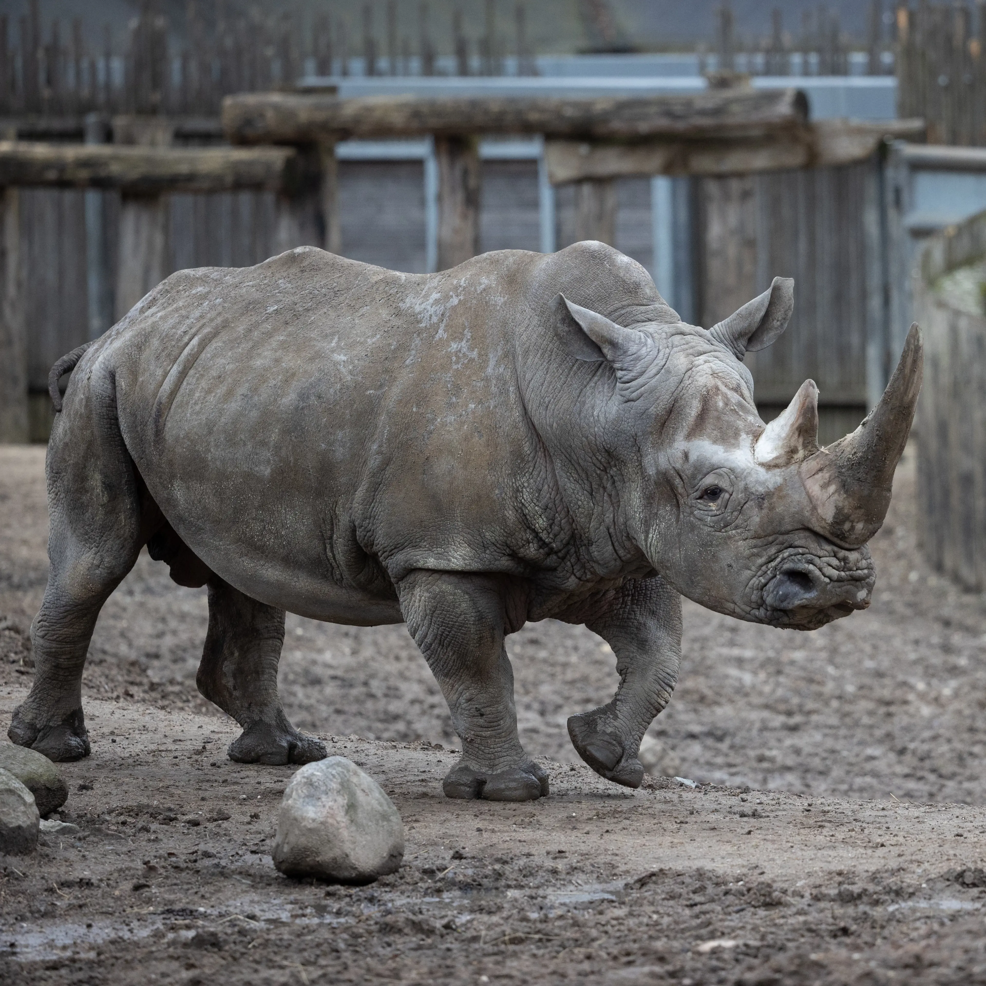 Næsehorn i København Zoo