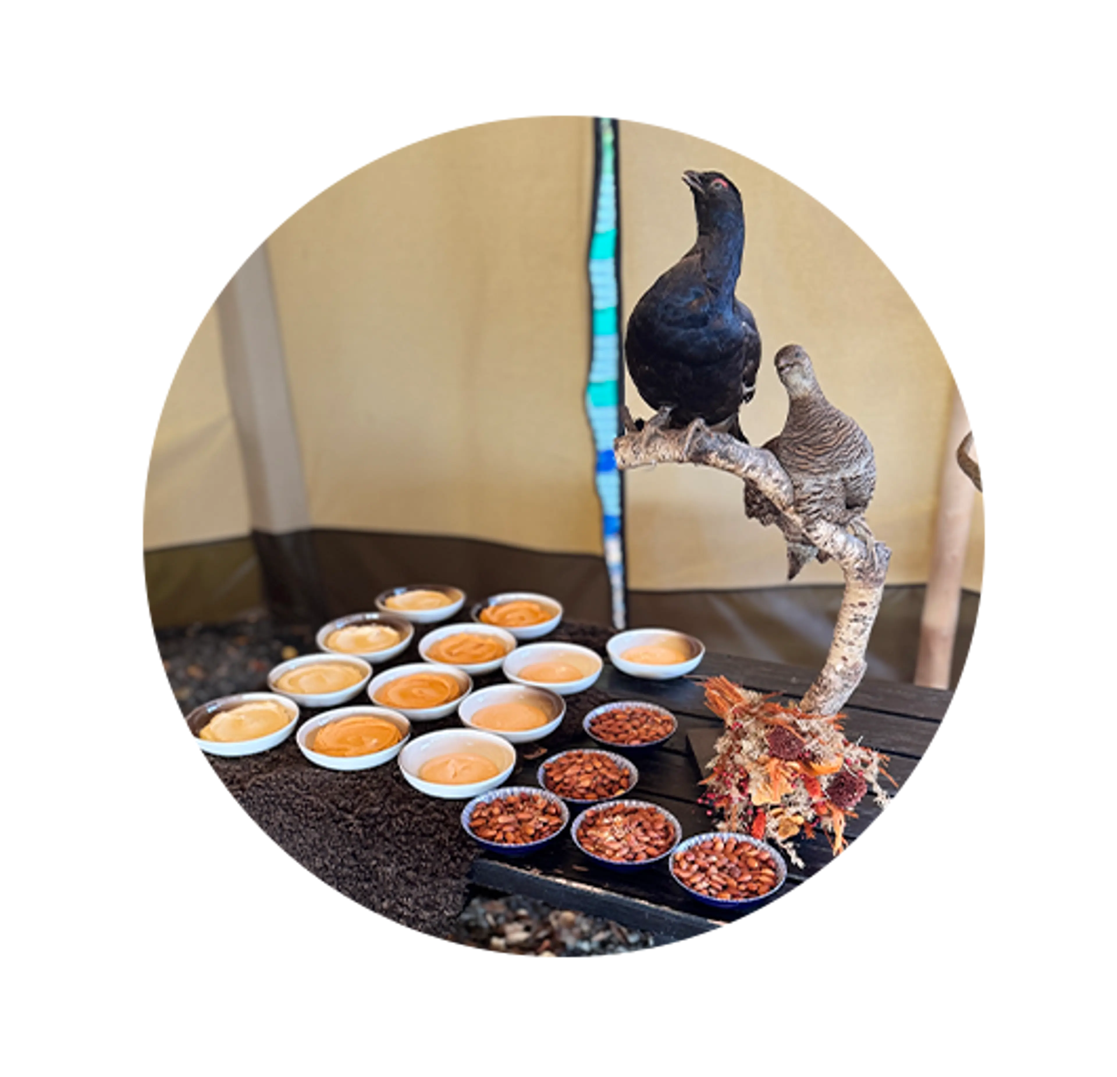 2 udstoppede fugle og snacks