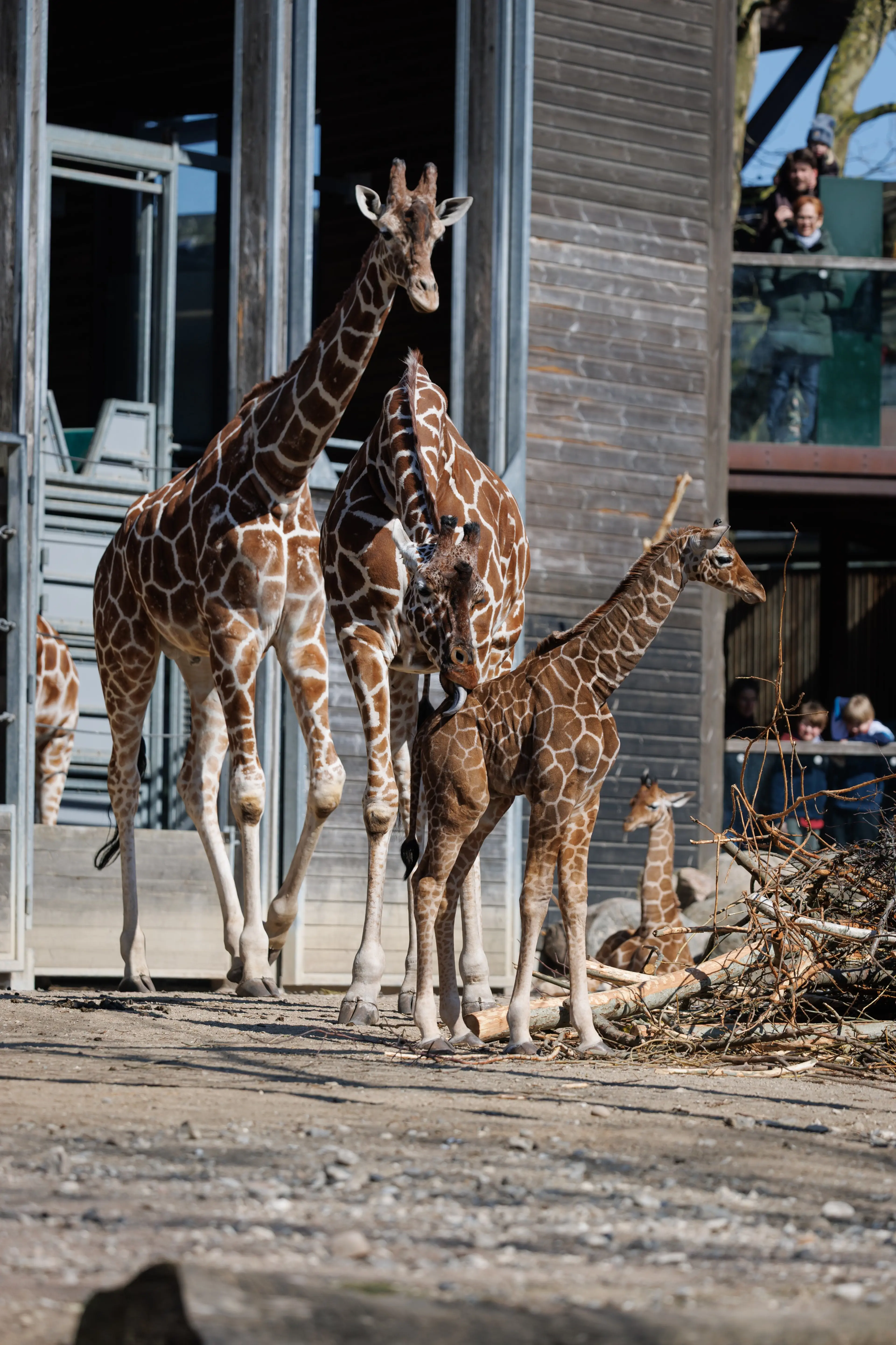 Giraf i København Zoologiske Have