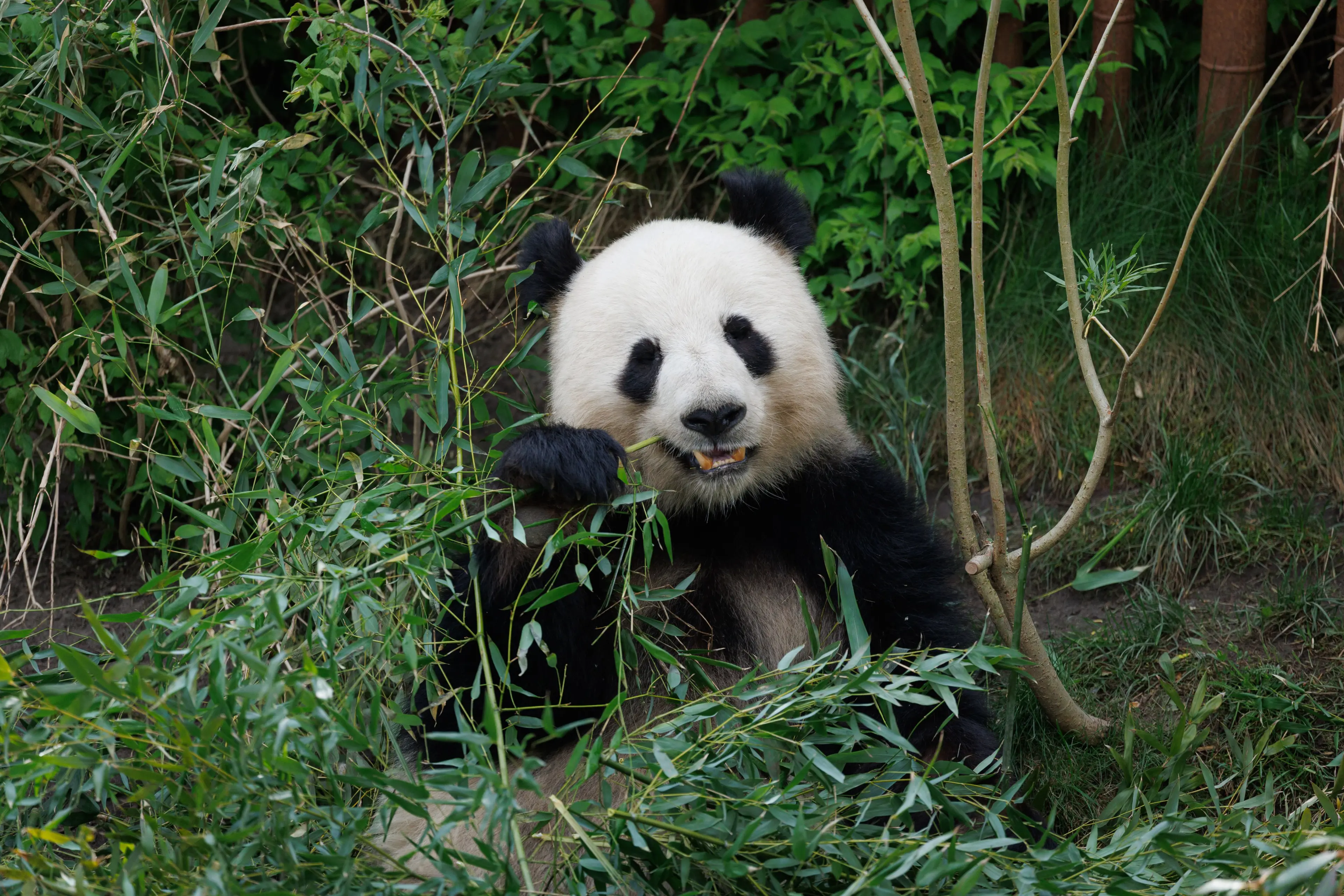 Panda i København Zoologiske Have