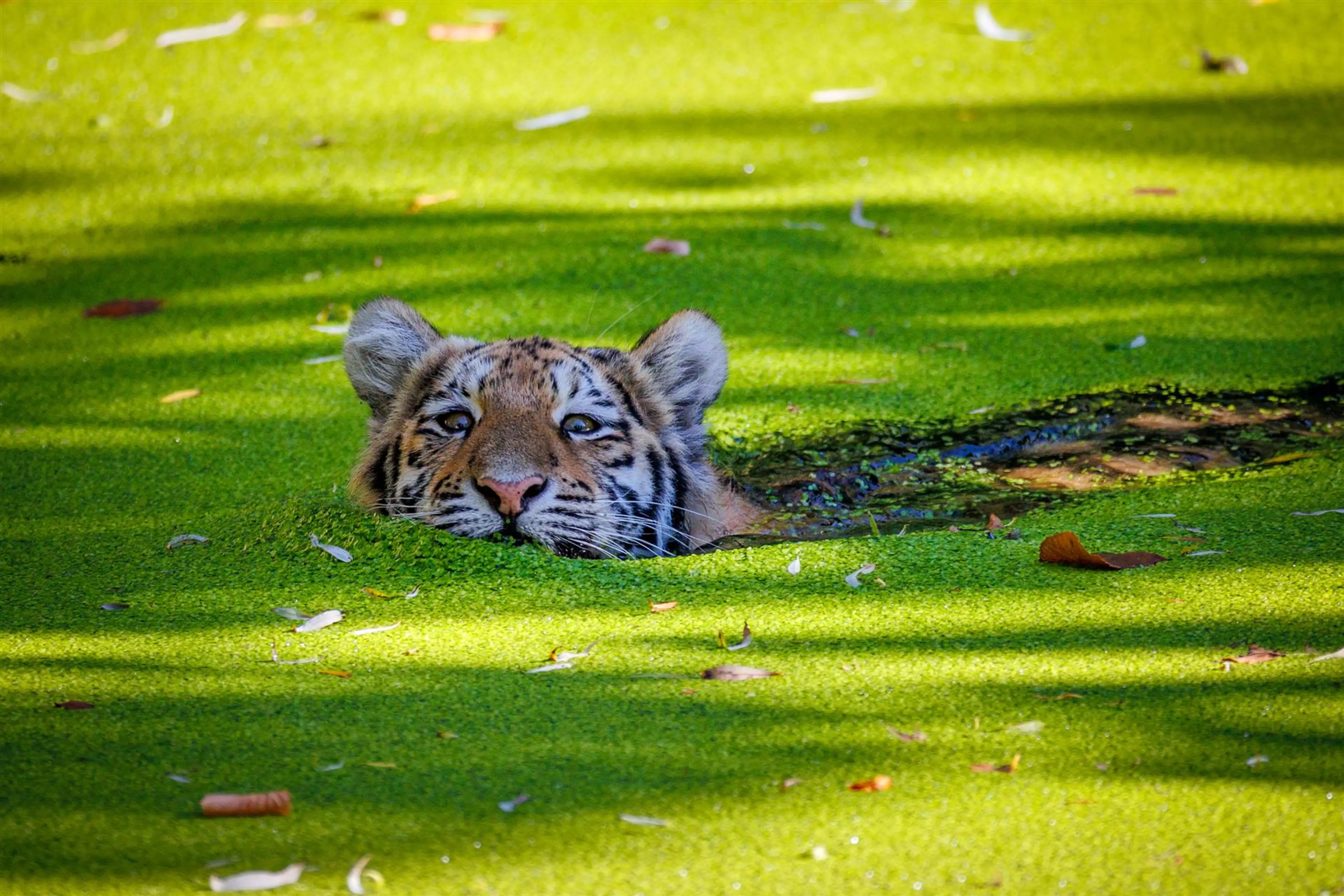 Tiger der svømmer i vand med flotte lysegrønne alger i København Zoo