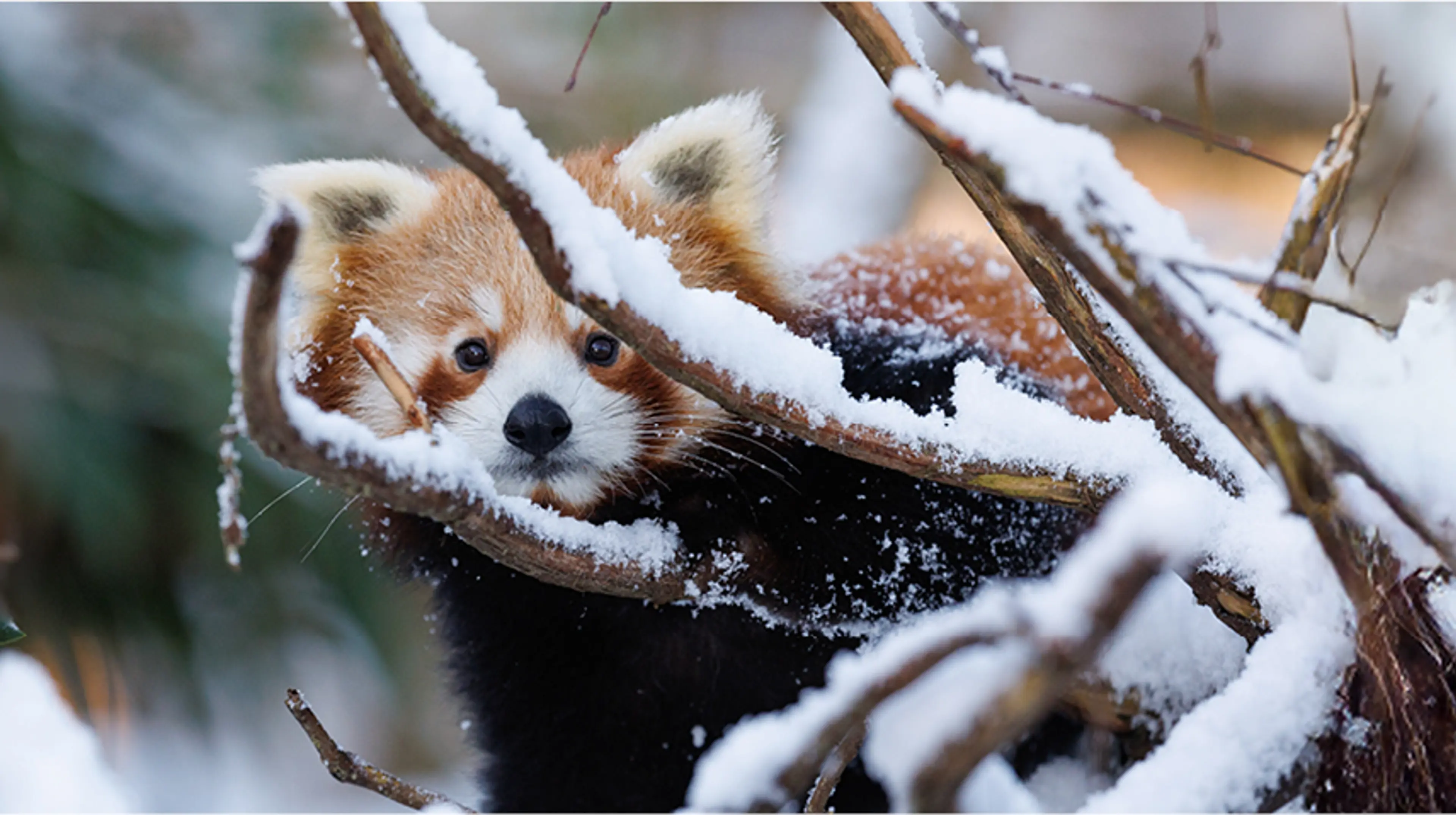 Rød panda i snedækket træ