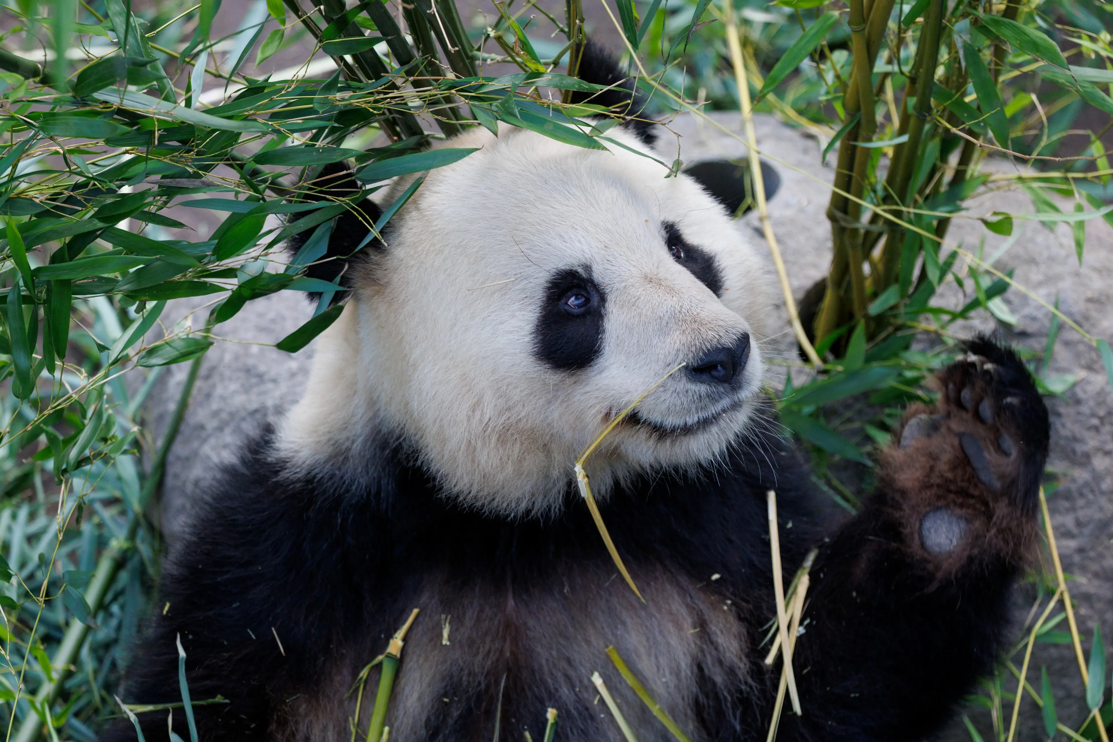 Panda i København Zoologiske Have
