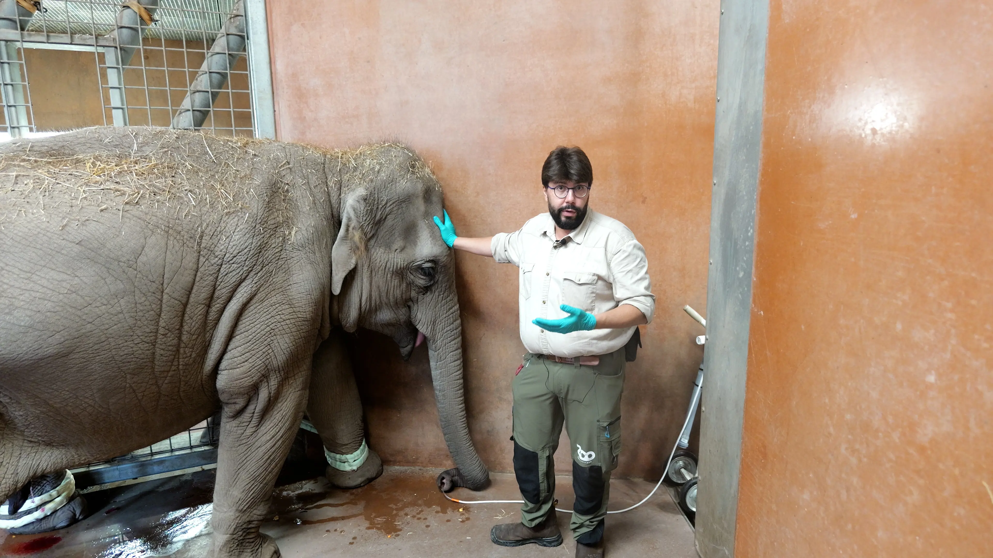 Dyrlæge Stamos og elefantunge