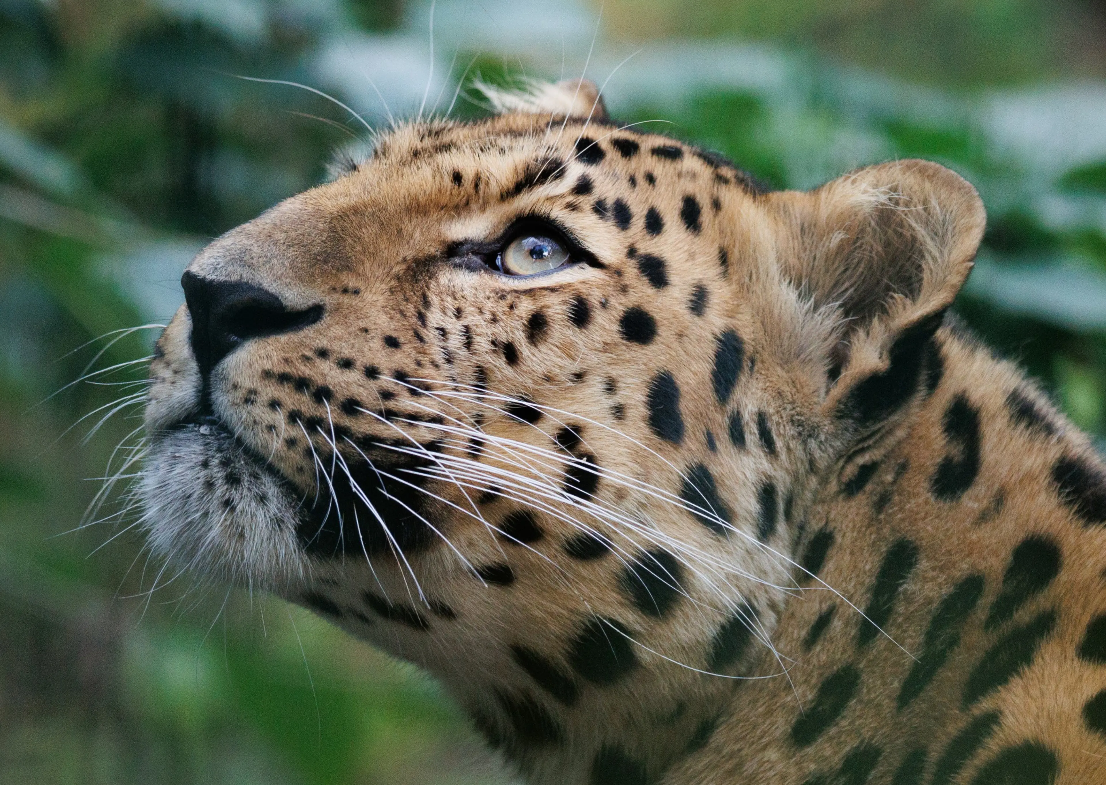 160 meter ny bevægelse for leoparderne åbner den 18. marts 2026