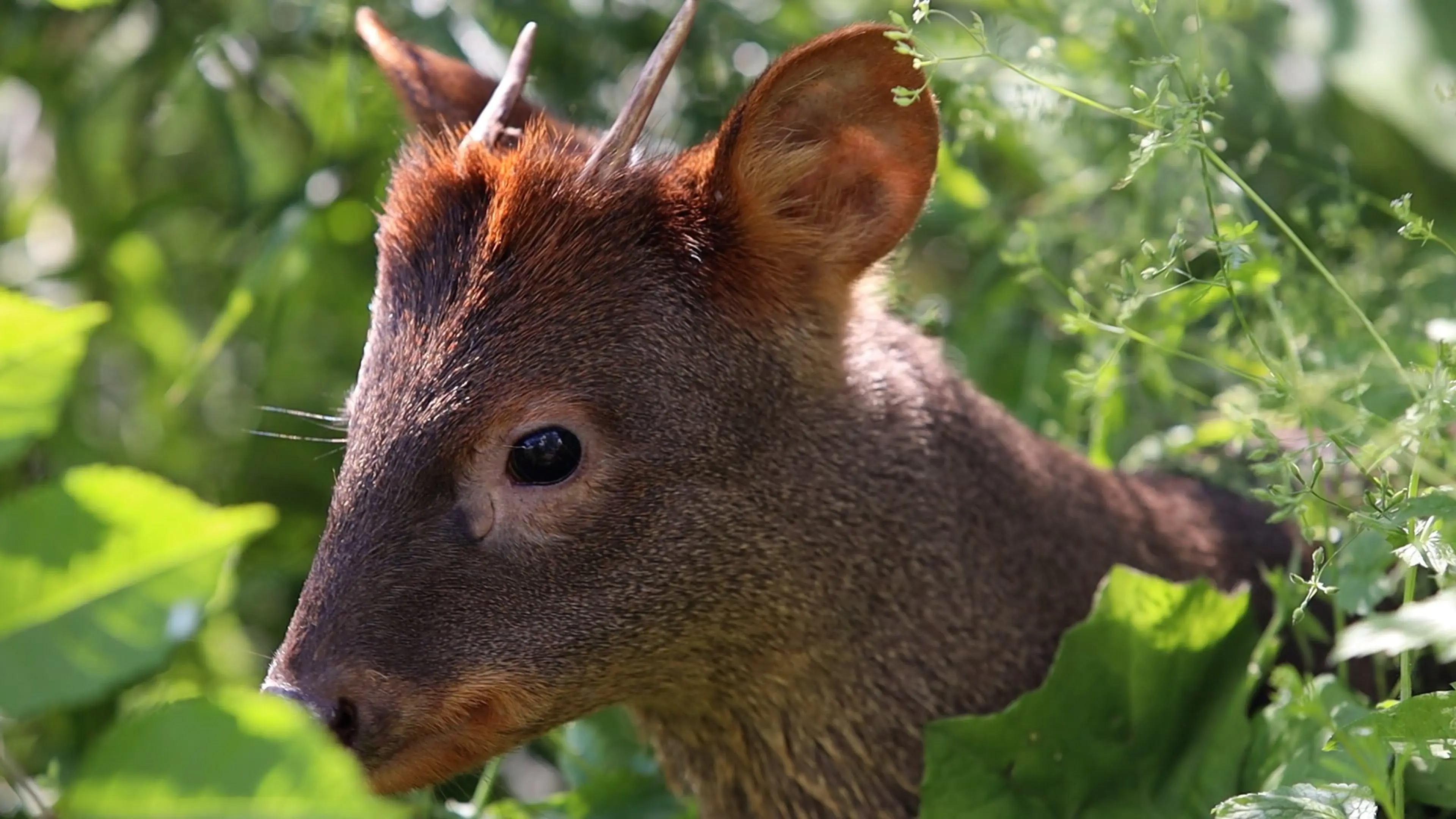 Ny beboer i Zoologisk Have København