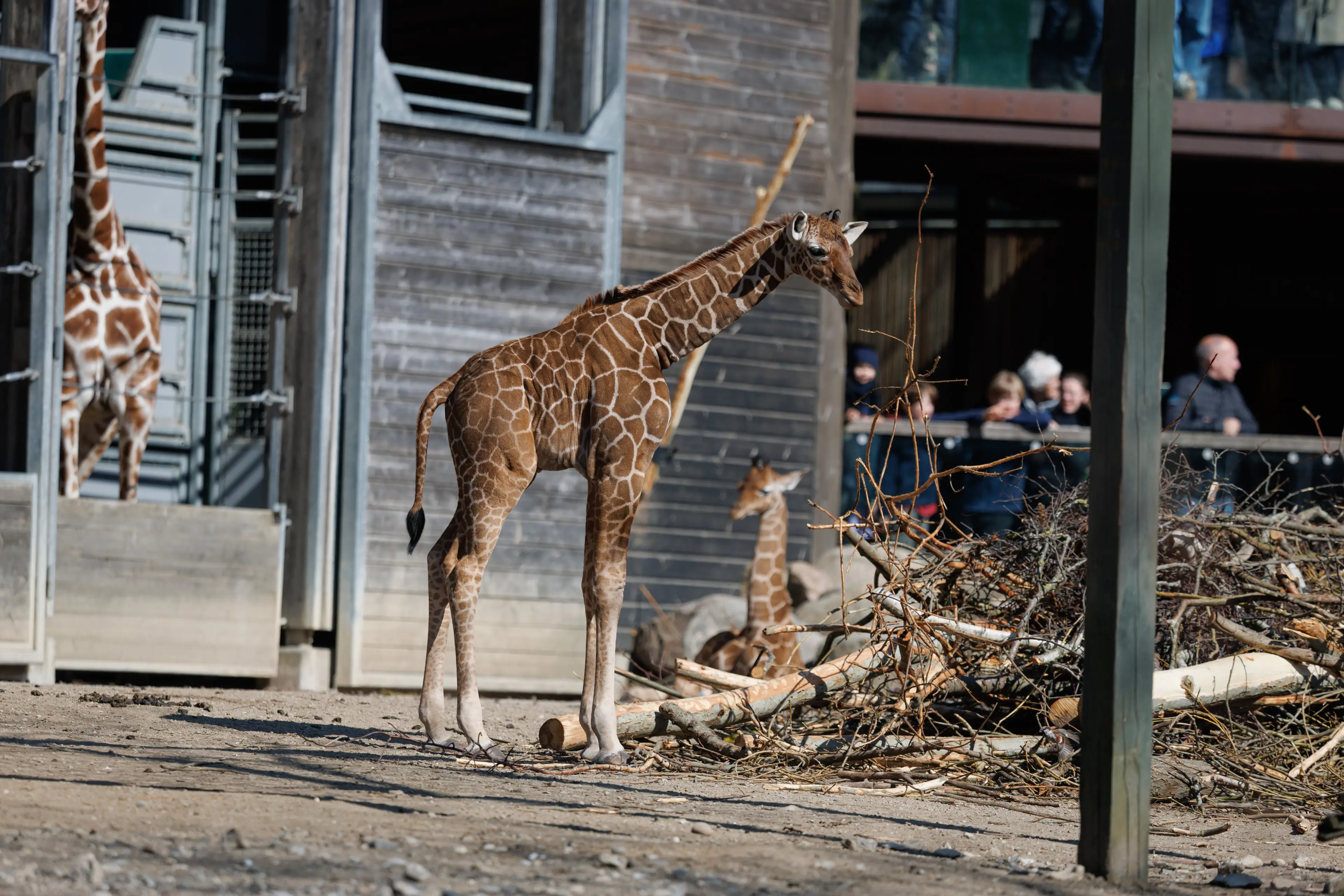 Giraffenjungen - Kopenhagen Zoo