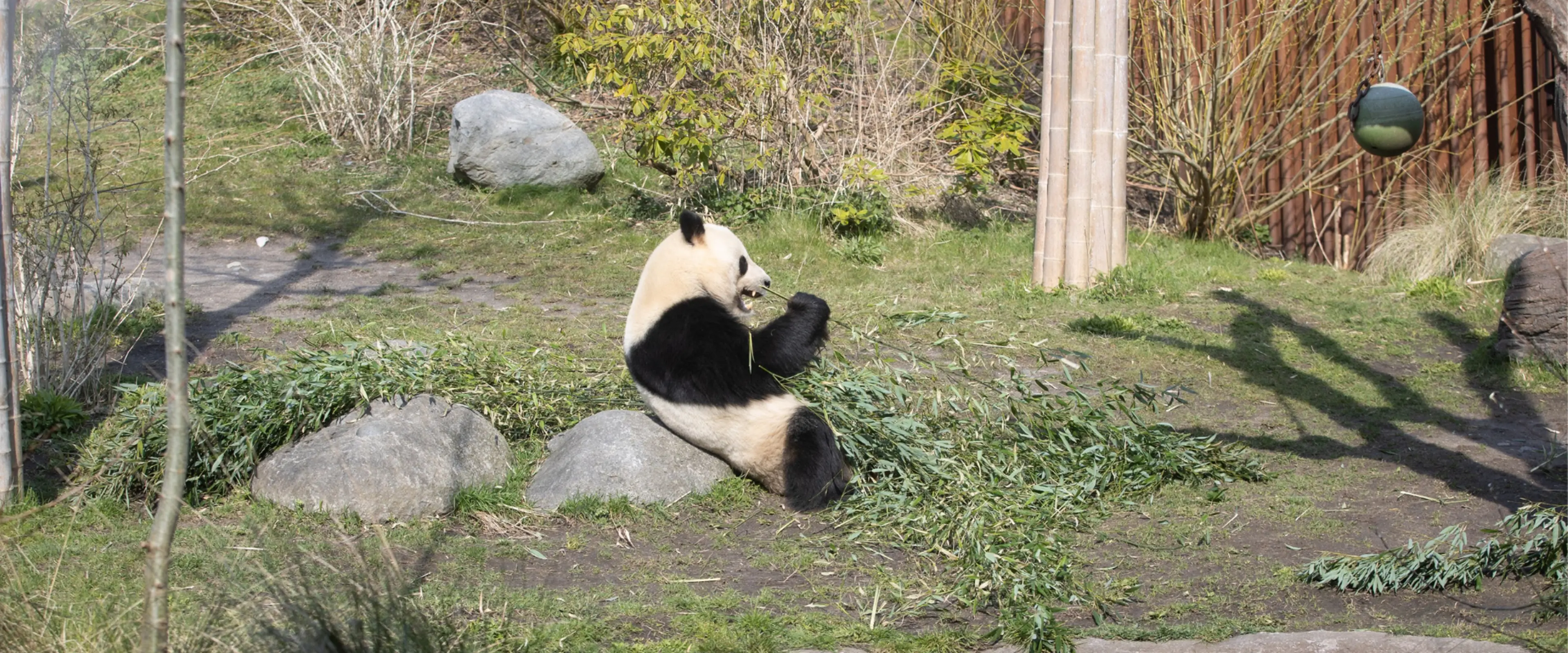 Panda i København Zoologiske Have
