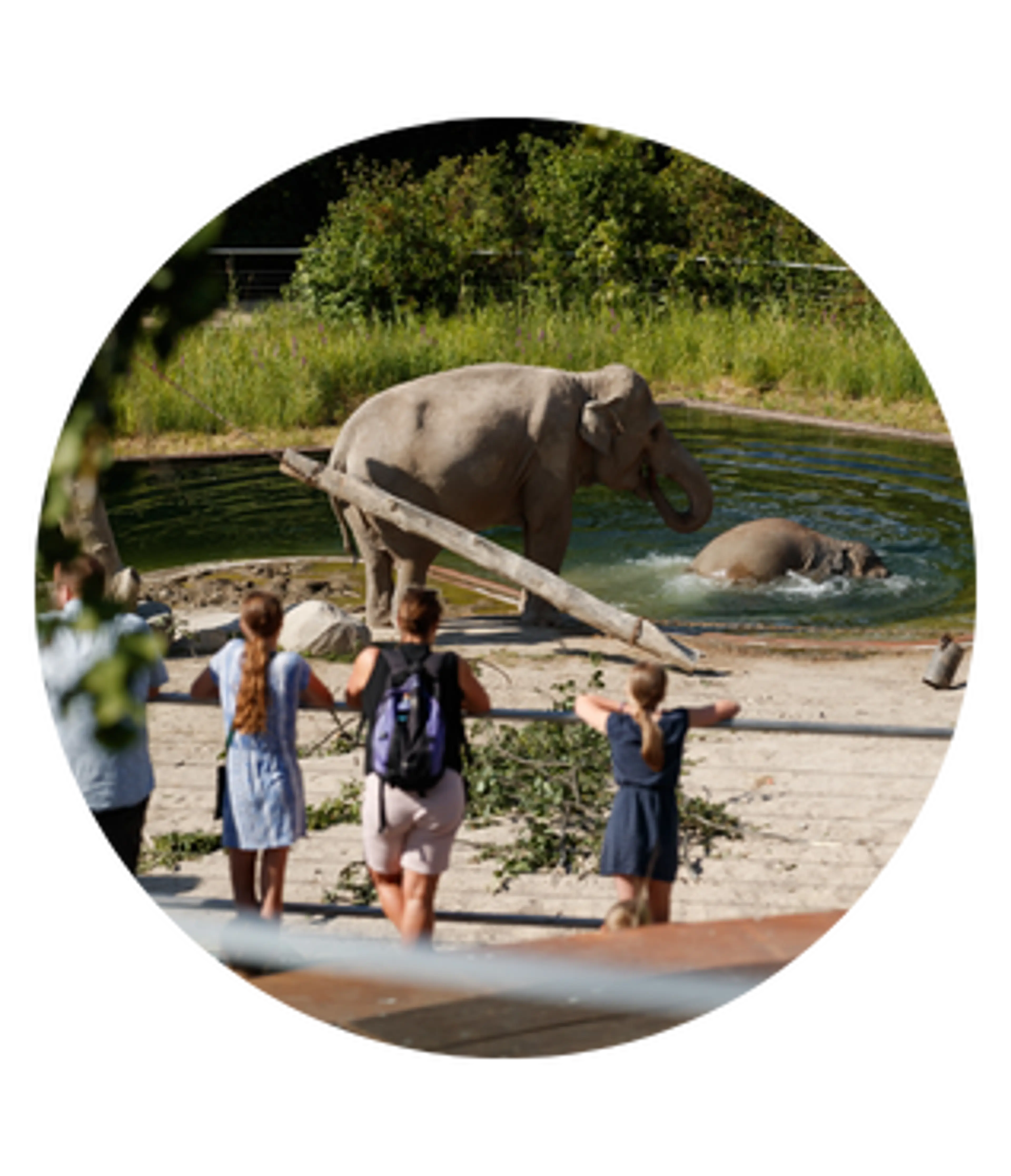 Elefant