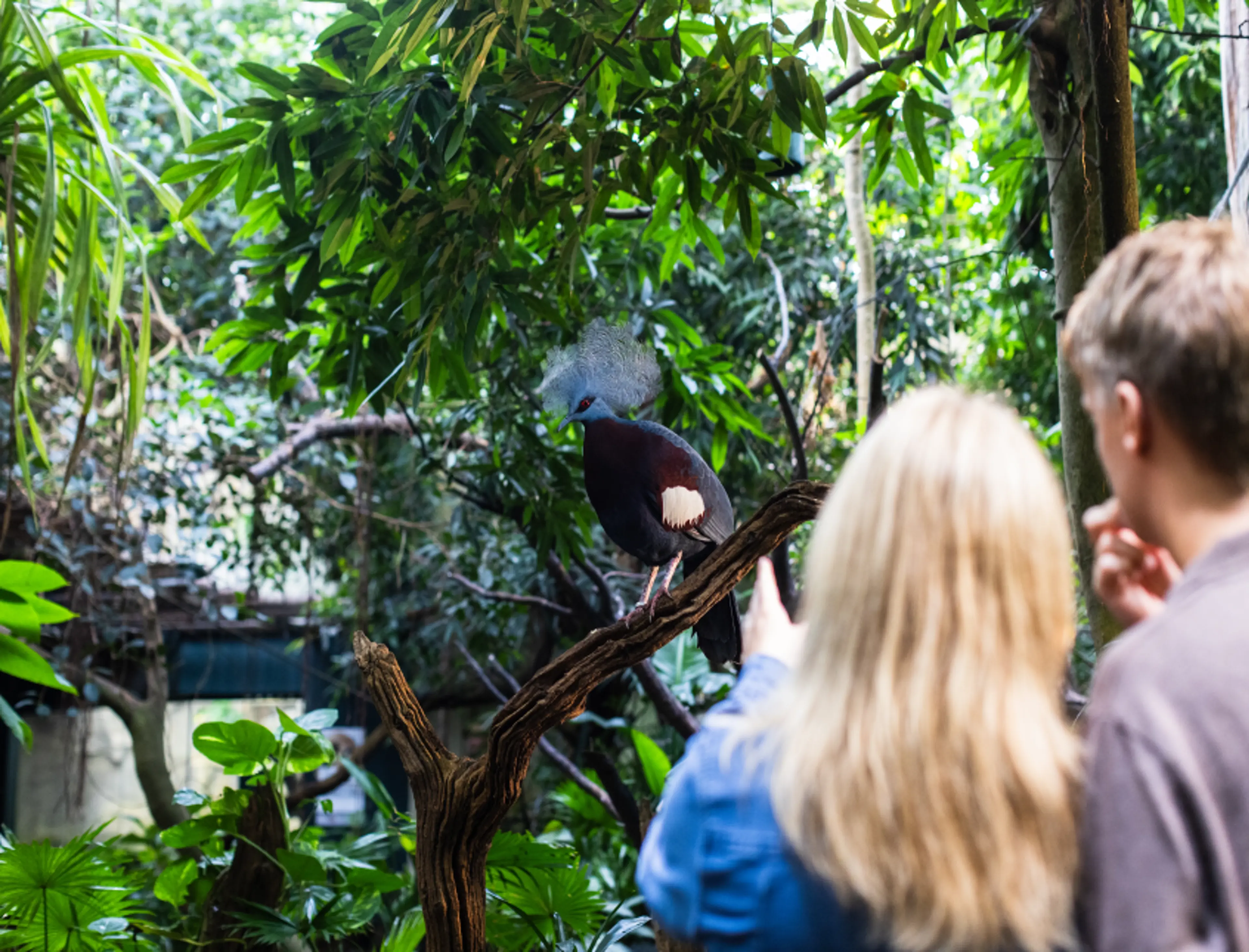 Gå på opdagelse i Tropezoo