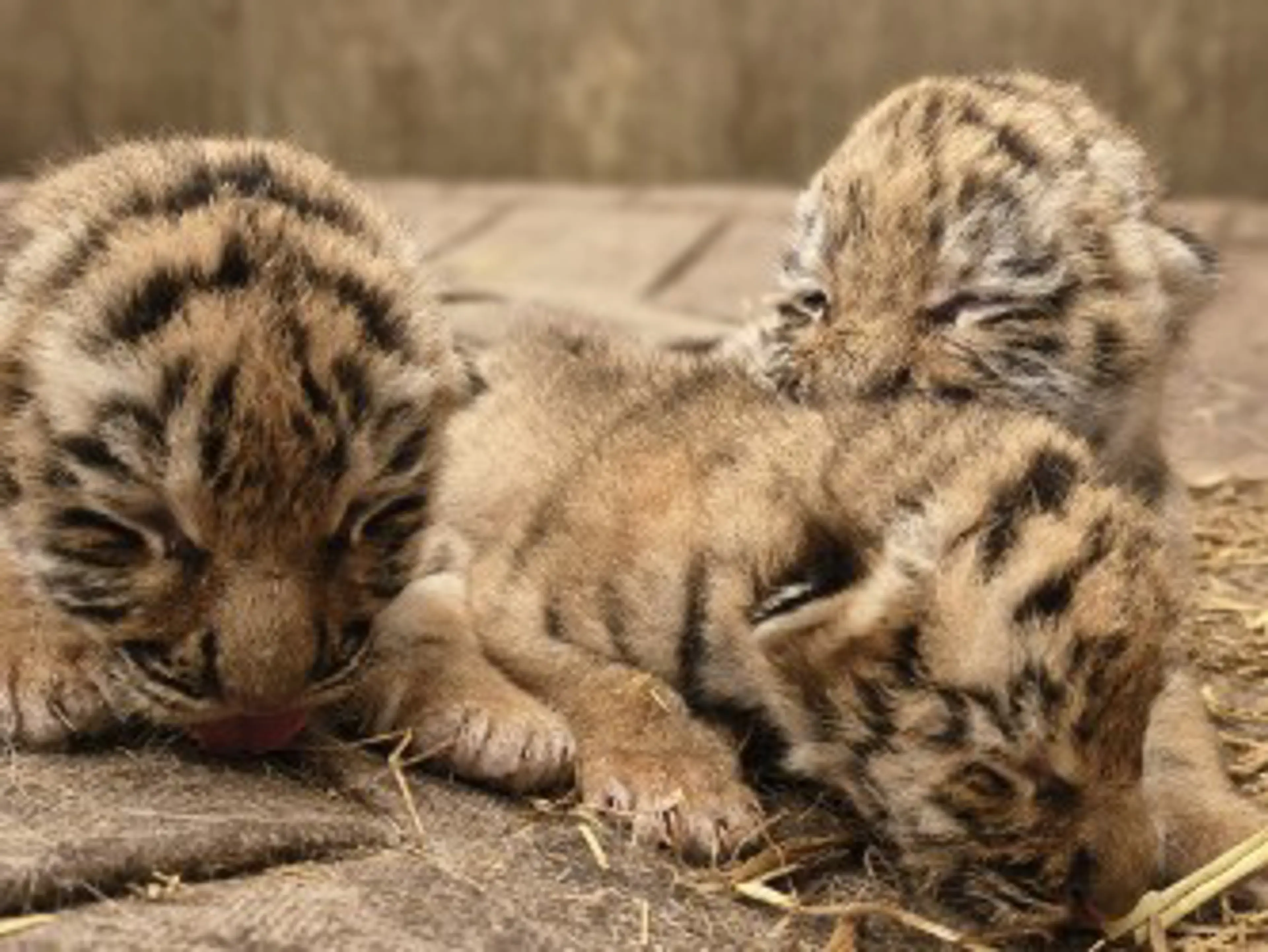 3 få dage gamle tigerunger