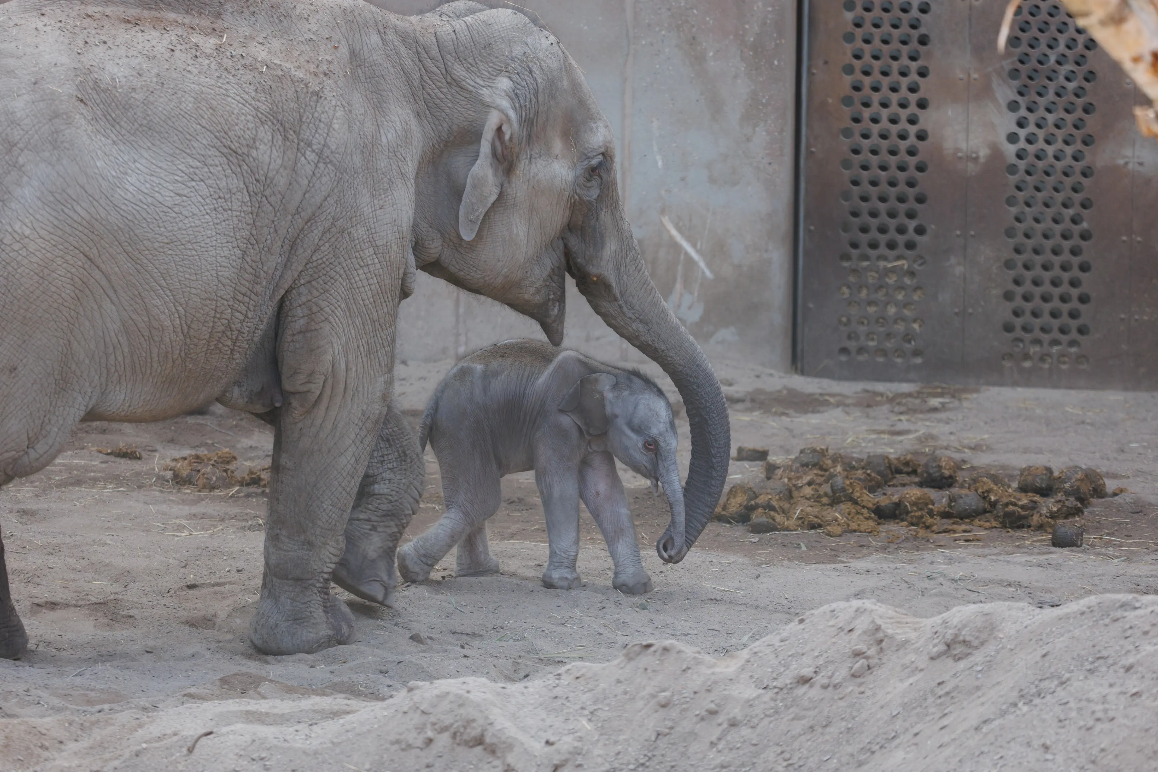 Elefantunge født den 11. marts 2026 i København Zoo