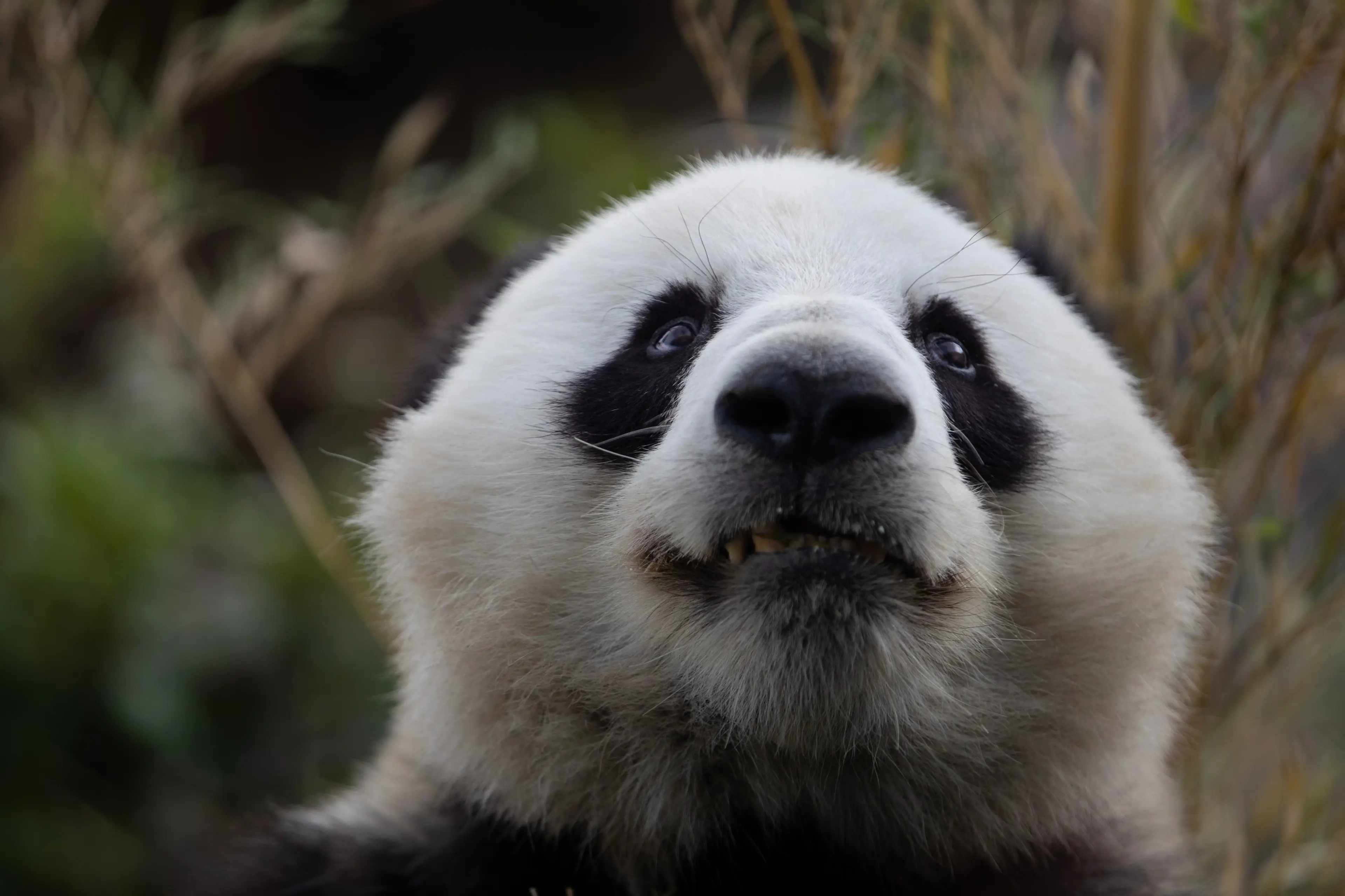 Panda i København Zoologiske Have
